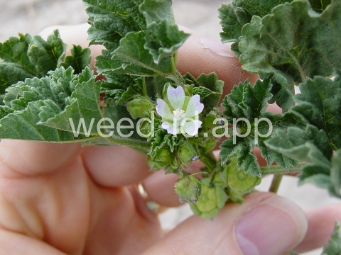 mallow, little